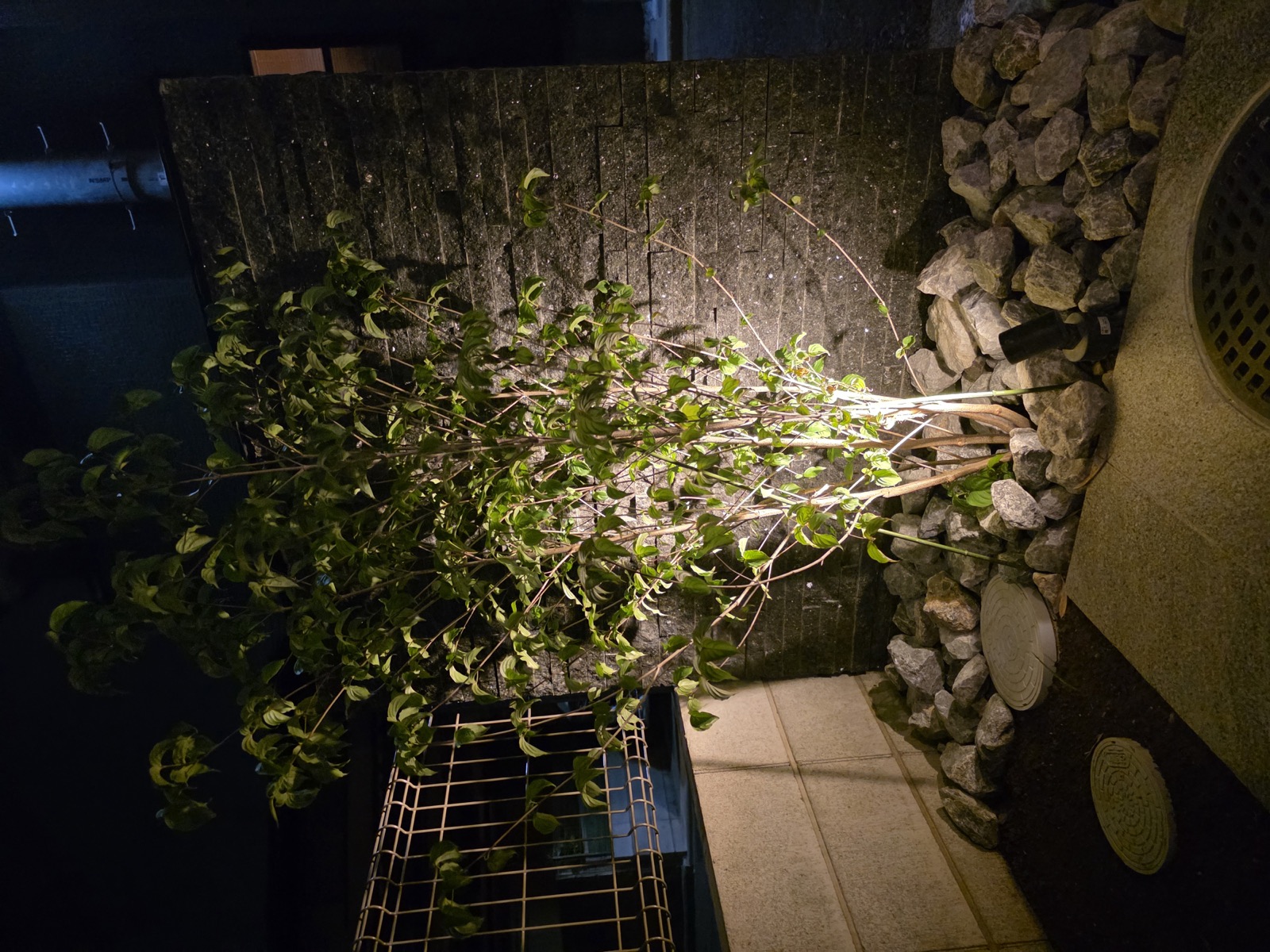 黒い門柱の手前に植えた木と足元の石を下から照らすスポットライト